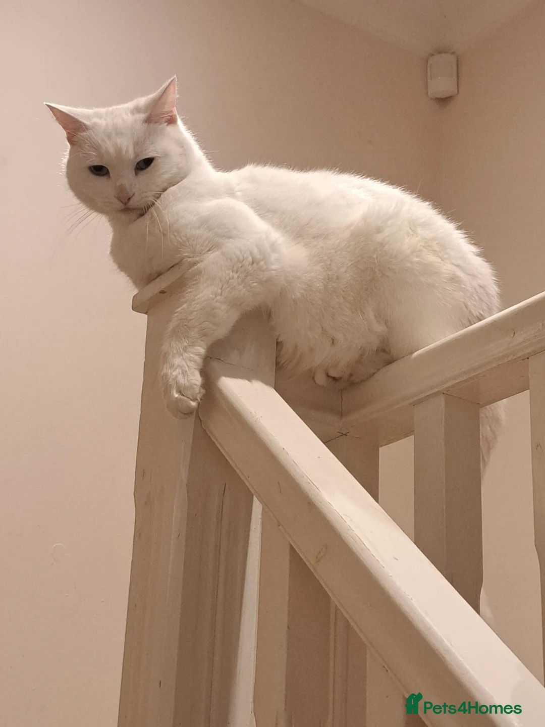 Mixed Breed cats for sale: Bea Rehoming  - Advert 2