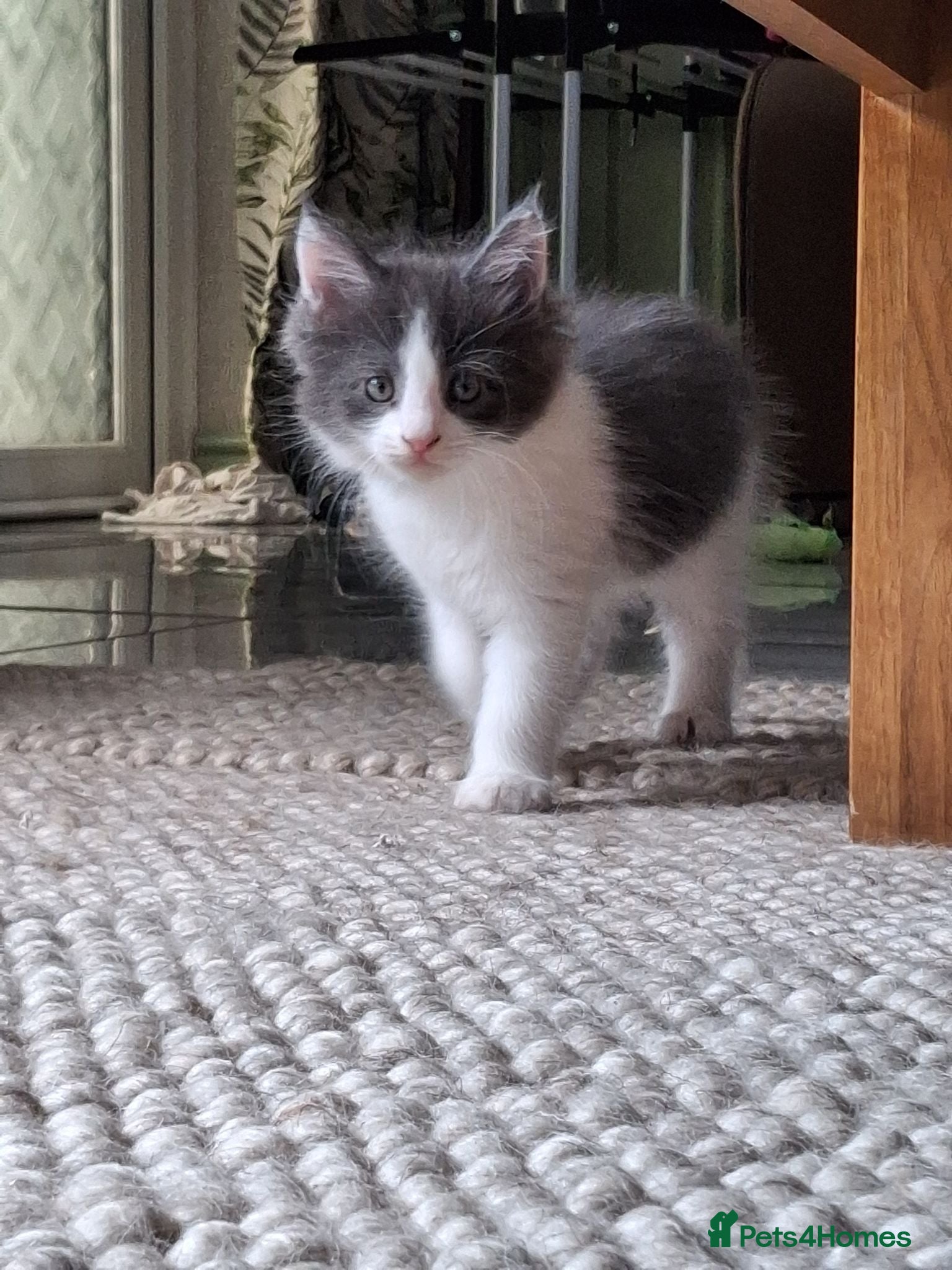 Maine Coon cats 🐾 **REDUCED Last Beautiful female left* 🐾 - Advert 3
