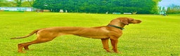 Hungarian Vizsla dogs for sale: 2 Hungarian vizlas available  - Advert 5