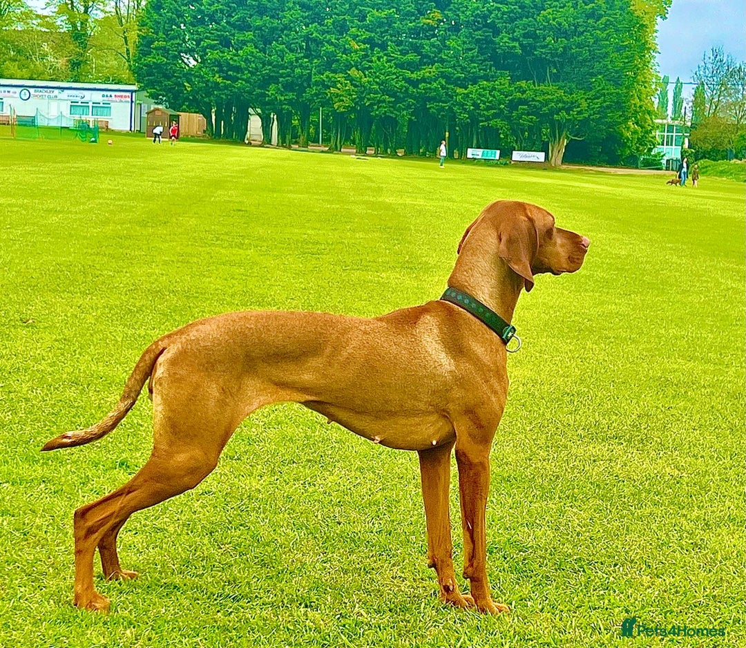 Hungarian Vizsla dogs for sale: 2 Hungarian vizlas available  - Advert 5