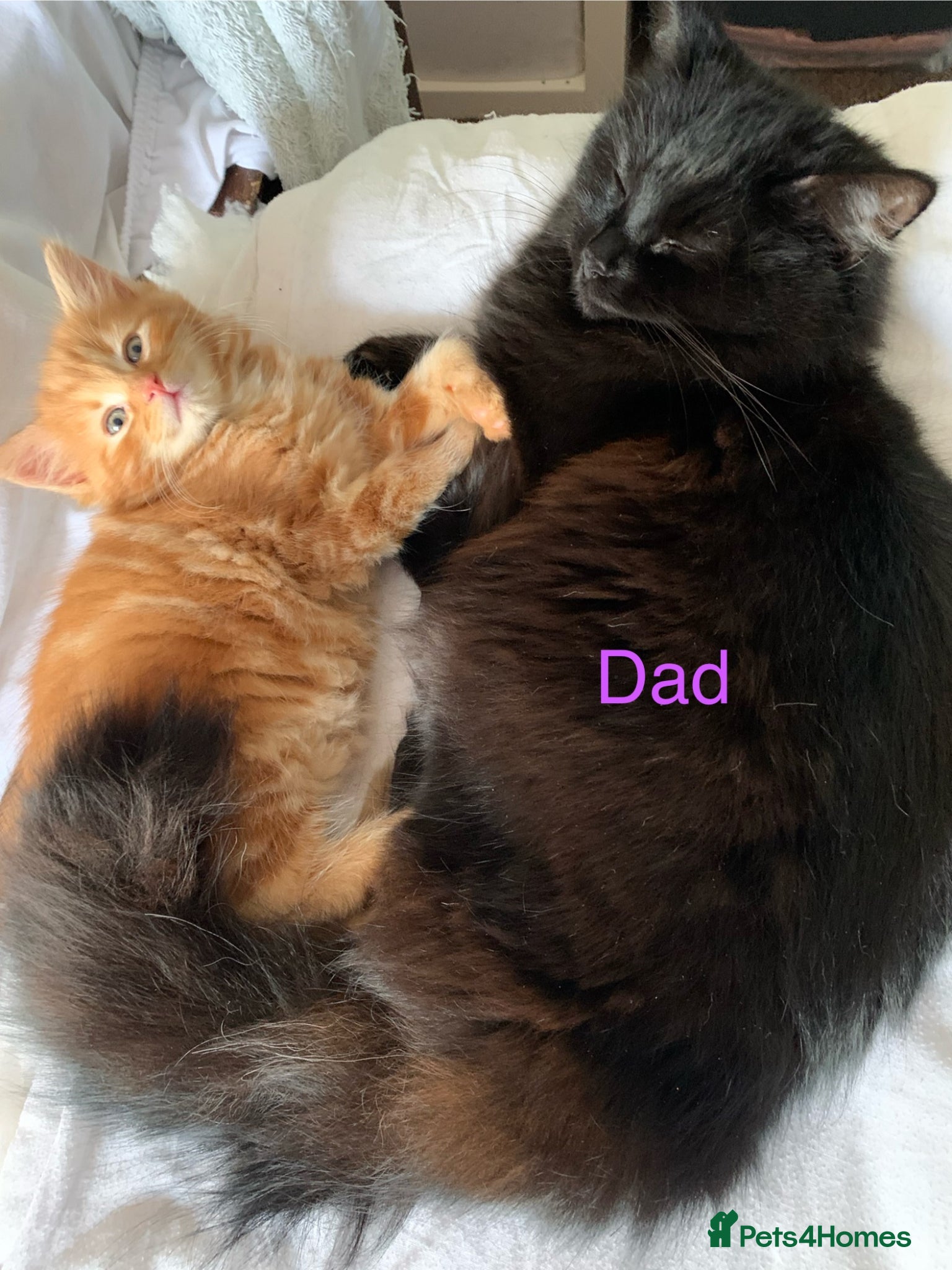 Turkish Angora cats for sale: Longhaired Turkish Angora kittens - 3 boys/4 girls - Advert 10