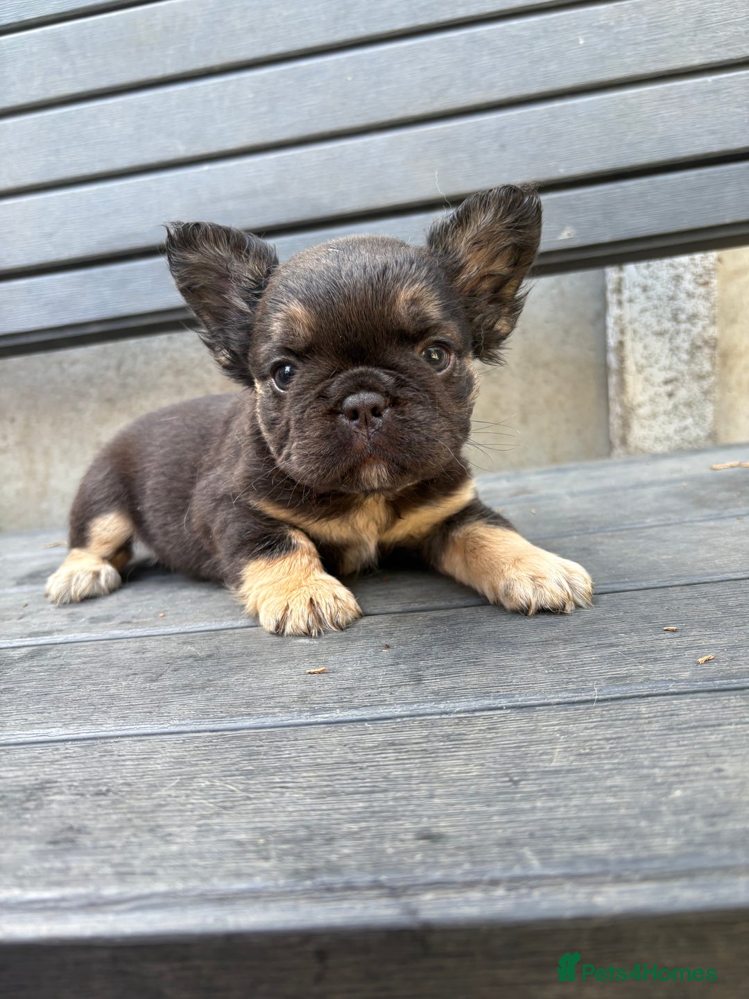 French Bulldog dogs for sale: Beautiful fluffy French bulldog girls pending pink - Image 16