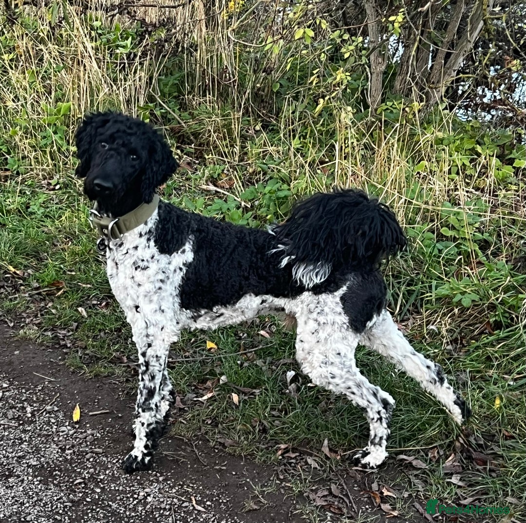 Standard Poodle dogs for stud: Outstanding Parti Standard Poodle Stud - Advert 4