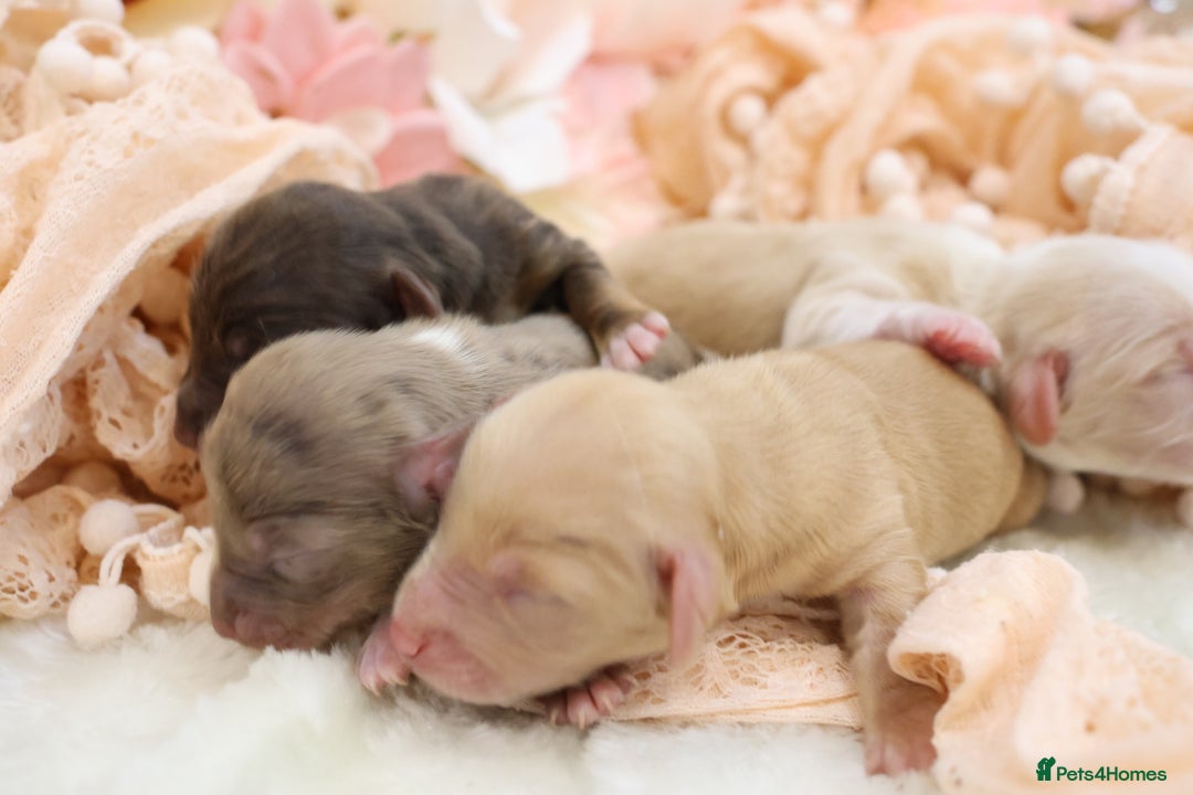 Miniature Dachshund dogs for sale: KC Longhair Miniature Dachshund Puppies - Advert 5