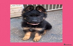 German Shepherd dogs for sale: German Shepherd puppies 💜🩵❤️ - Image 4