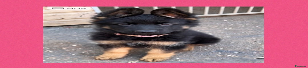 German Shepherd Puppy pink🩷