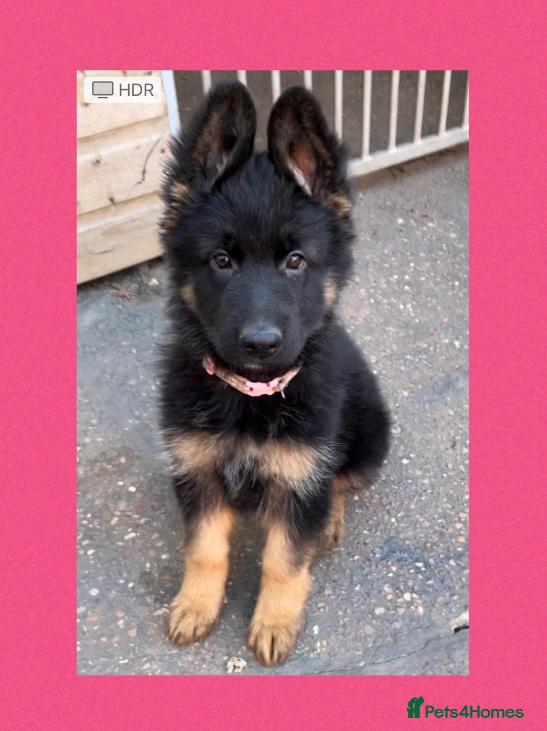 German Shepherd dogs for sale: German Shepherd puppies 💜🩵❤️ - Image 4