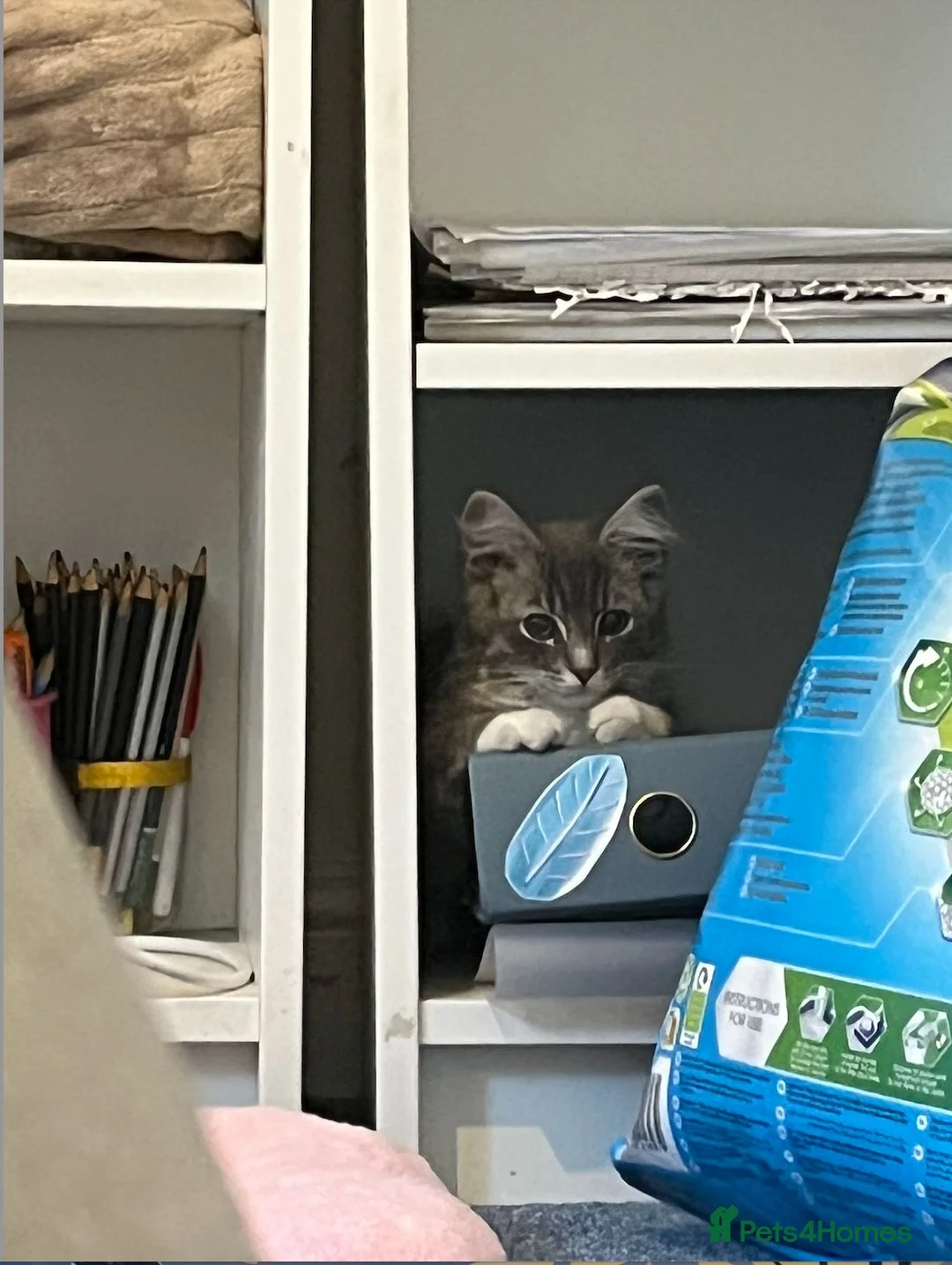 Ragdoll cats for sale: Ragdoll Mix boy looking for a loving home - Advert 2
