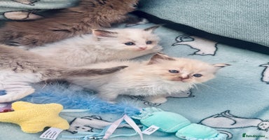 Ragdoll cats - Advert 5