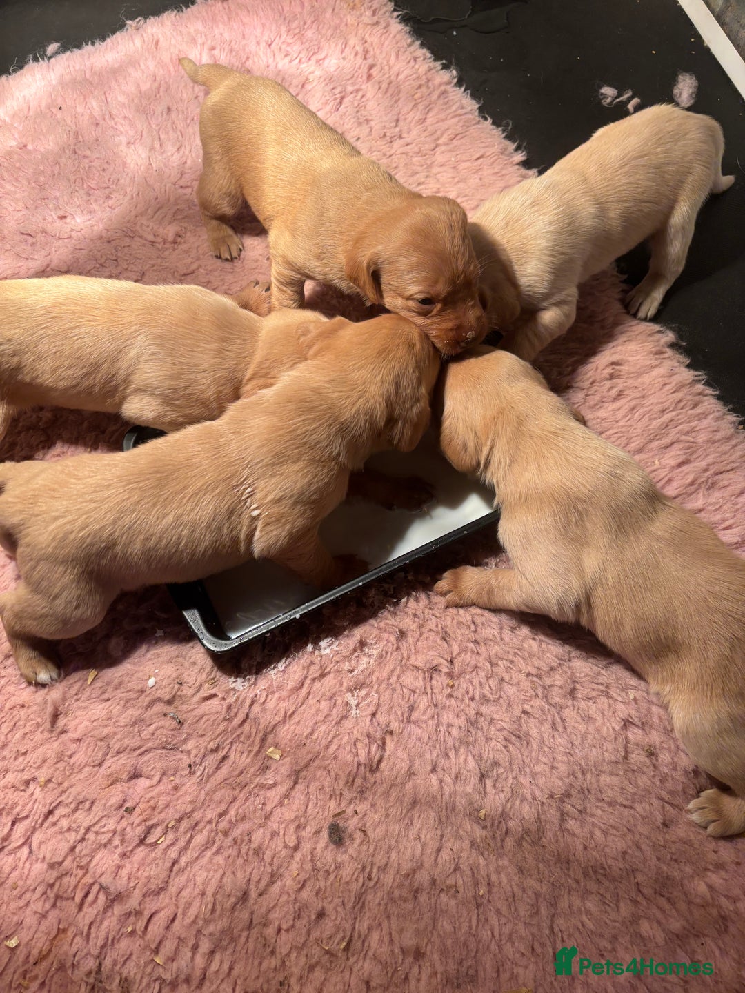 Labrador Retriever dogs for sale: Ready this weekend! Gorgeous KC reg yellow Lab F - Advert 2