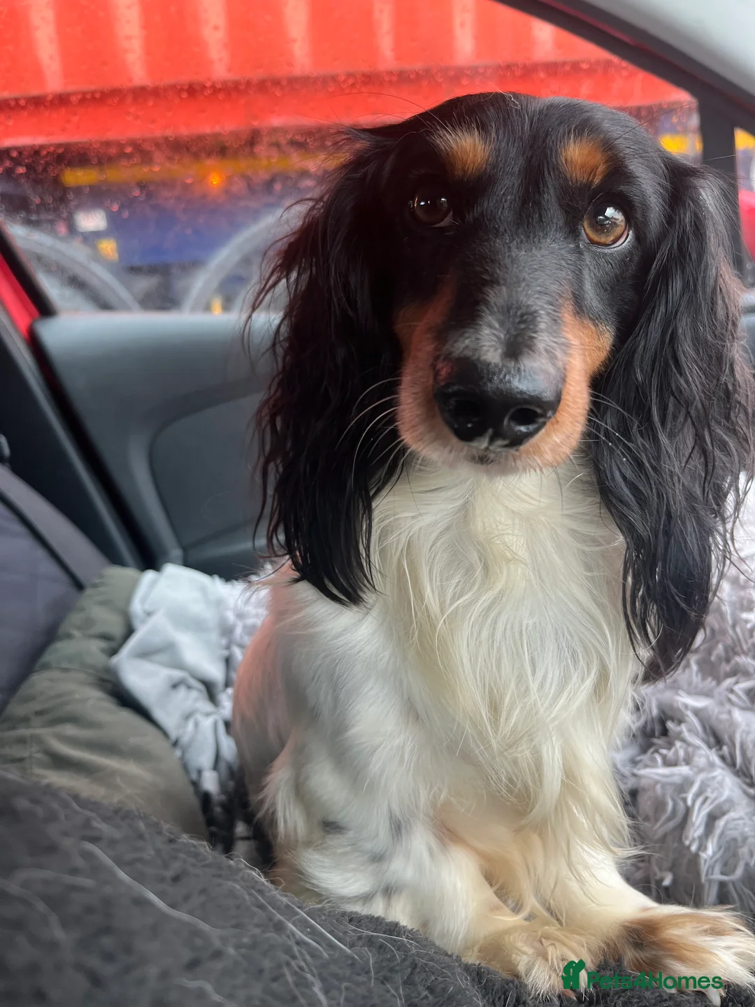 Miniature Dachshund dogs for sale: Beautiful  KC Mini L/H dachshund puppies - Advert 14