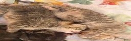 Mixed Breed cats for sale: Tabby/bengal kittens  - Advert 16