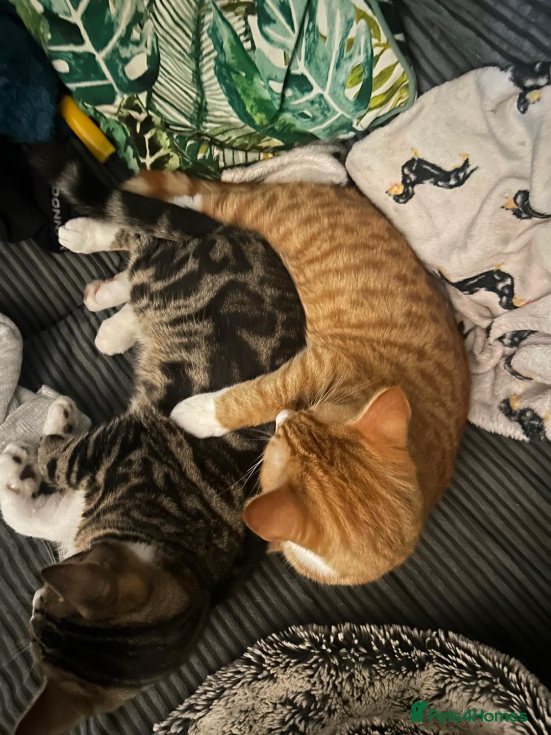 Mixed Breed cats for sale: 3 males need urgent forever homes  - Image 4