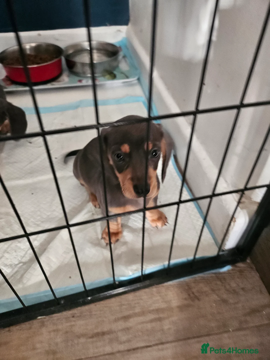 Miniature Dachshund dogs for sale: Kc registers mini smoothaired dachshund puppies - Advert 2