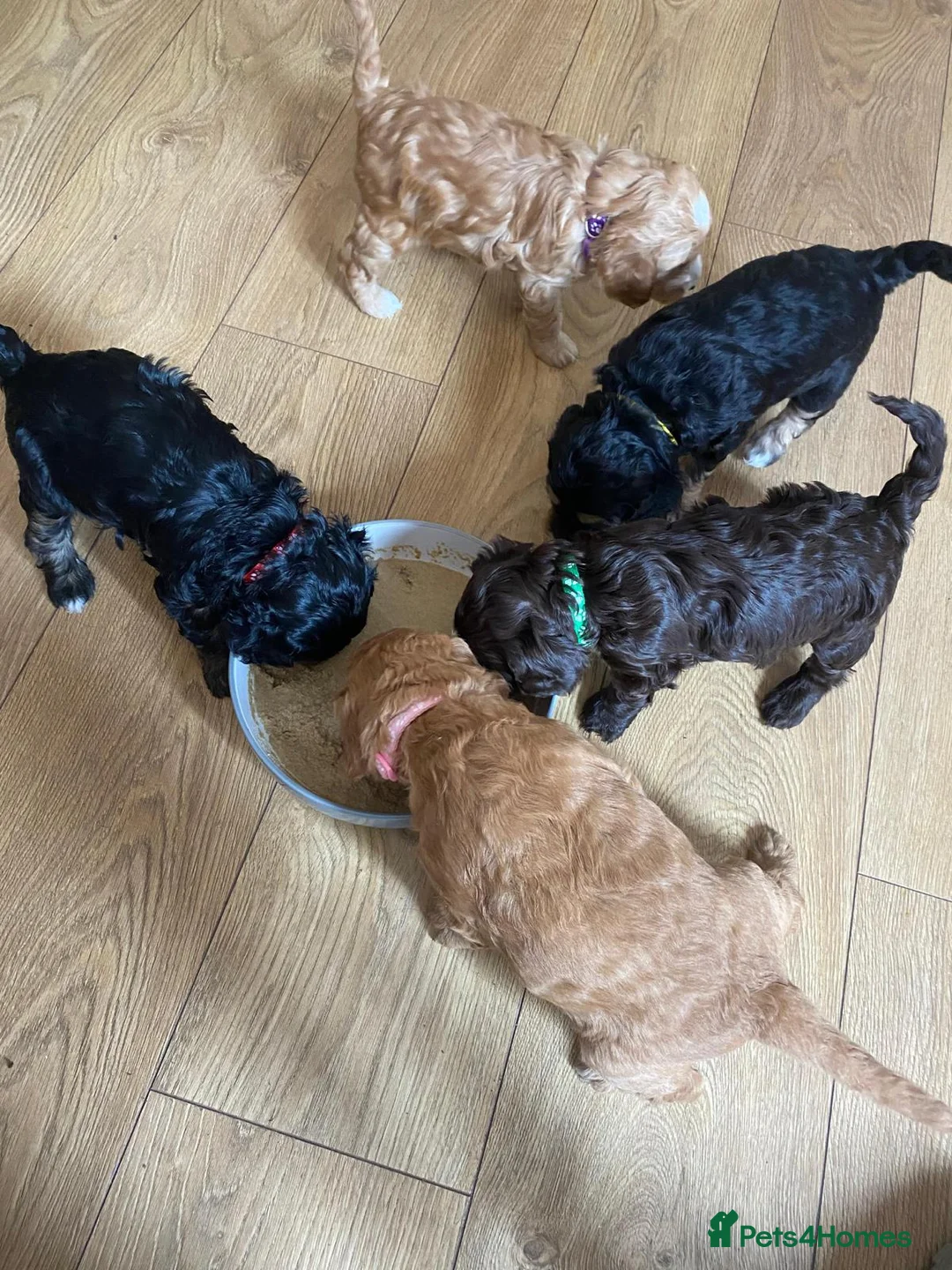 Cockapoo dogs for stud: DNA tested F1 Cockapoo stud  in London - Advert 5