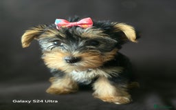 Yorkshire Terrier dogs for sale: Yorkshire Terrier Puppy 4 - 4 beautiful yorkie puppies  - Image 14