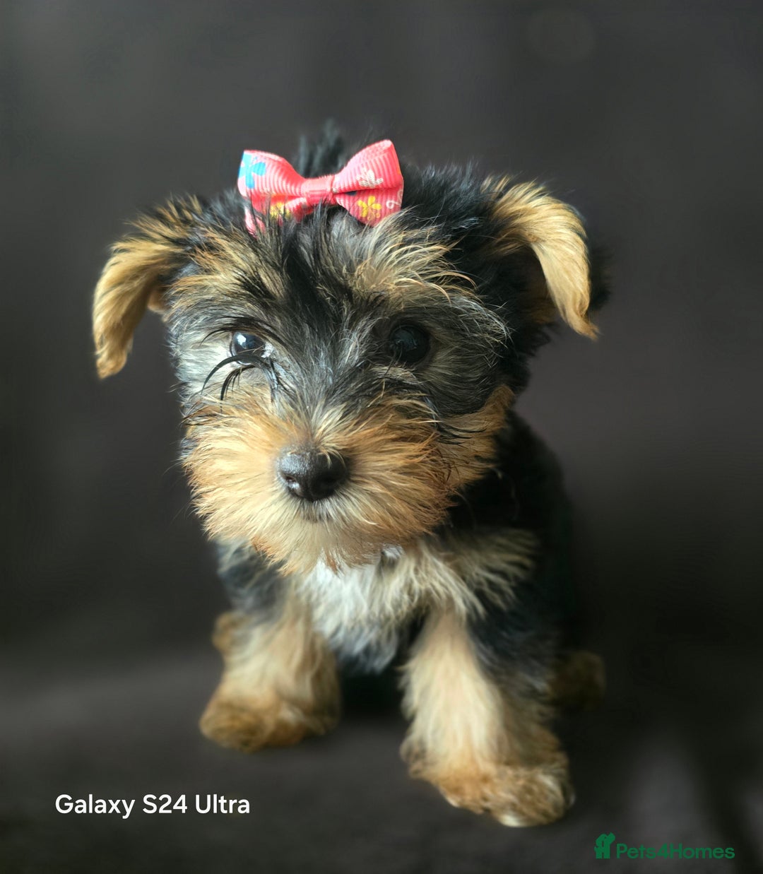 Yorkshire Terrier dogs for sale: Yorkshire Terrier Puppy 4 - 4 beautiful yorkie puppies  - Image 14