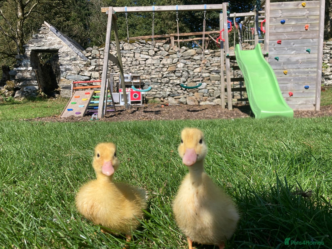 Ducks poultry for sale: Pure Aylesbury ducklings  - Image 1