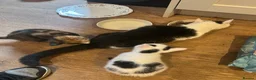 Mixed Breed cats for sale: Gorgeous Ginger, black & white female kitten in Clynderwen - Advert 7