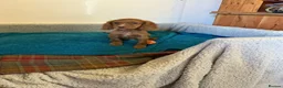 Cocker Spaniel dogs for sale: Cocker spaniel  in Doncaster - Advert 16