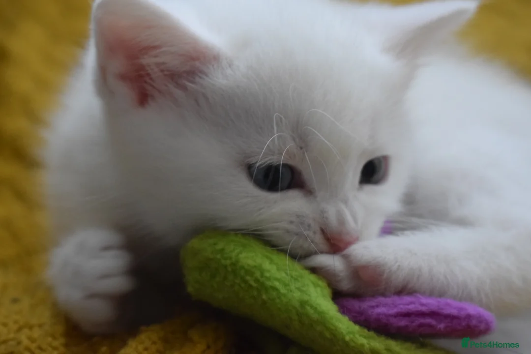 Mixed Breed cats for sale: Rare Odd Eye Mixed Breed Kitten for sale - Advert 11