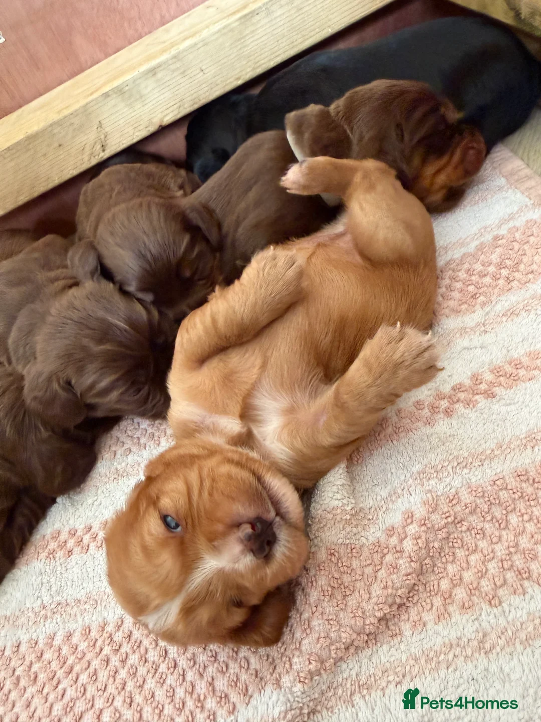 Cocker Spaniel dogs for sale: Stunning pedigree working cocker spaniel puppies  - Advert 15