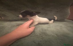 Mixed Breed dogs for sale: Miniature chihuahua X Jack russell puppies  - Image 16