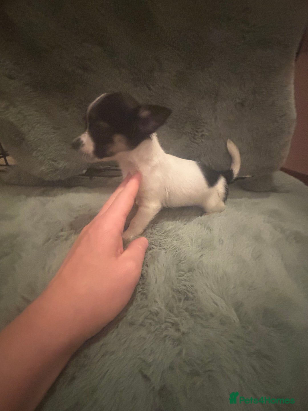 Mixed Breed dogs for sale: Miniature chihuahua X Jack russell puppies  - Image 16