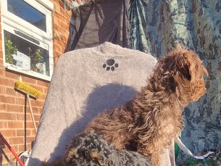 Toy Poodle dogs WESTIEPOOS/TOY POODLE X's SUPER SMOOTH SILKY nSOFT - Advert 3