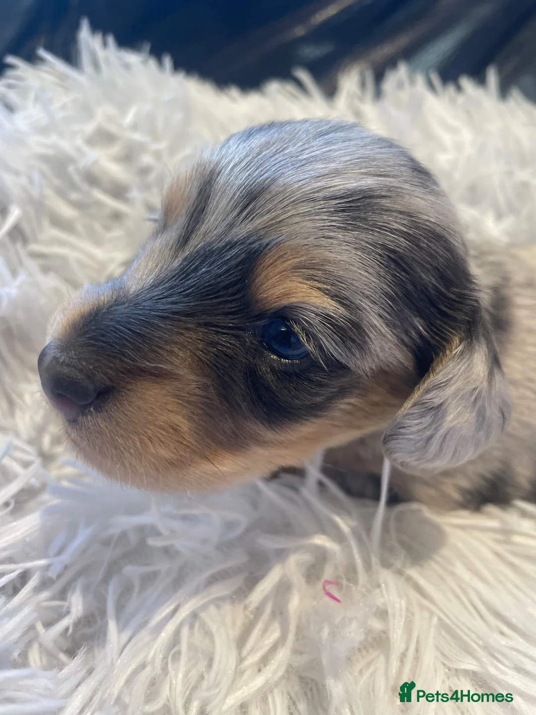 Miniature Dachshund dogs for sale: Beautiful Purebred Miniature Dachshund Puppies 🐾 - Advert 1