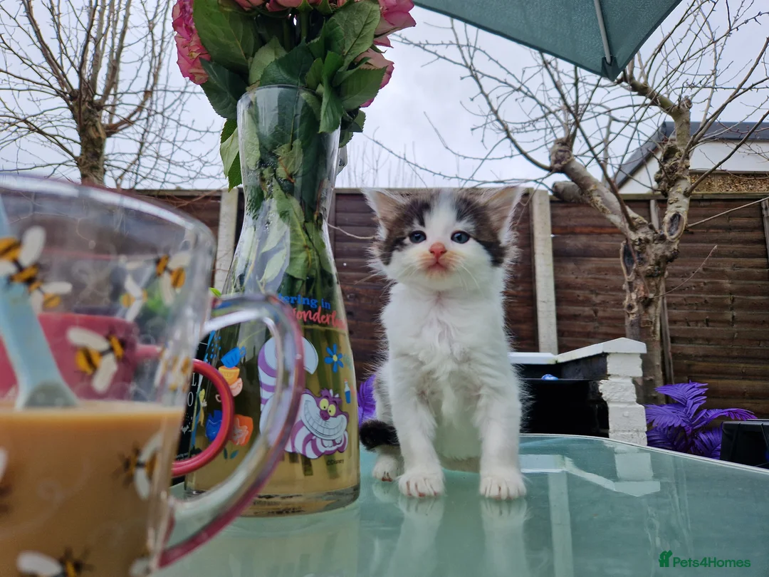 Maine Coon cats for sale: 🌼🌸BeAuTiFuL ☆😻♡ fluff¥ kiTt3n$🌻🌹  - Advert 15