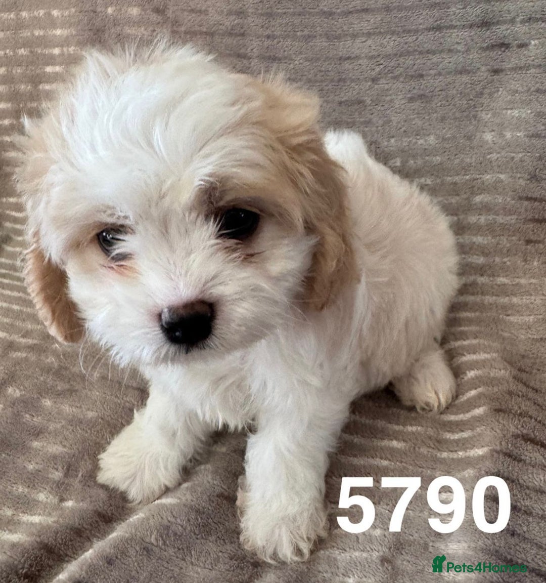 Cavachon dogs for sale: CAVACHON F1 PUPS DNA CLEAR - Advert 11
