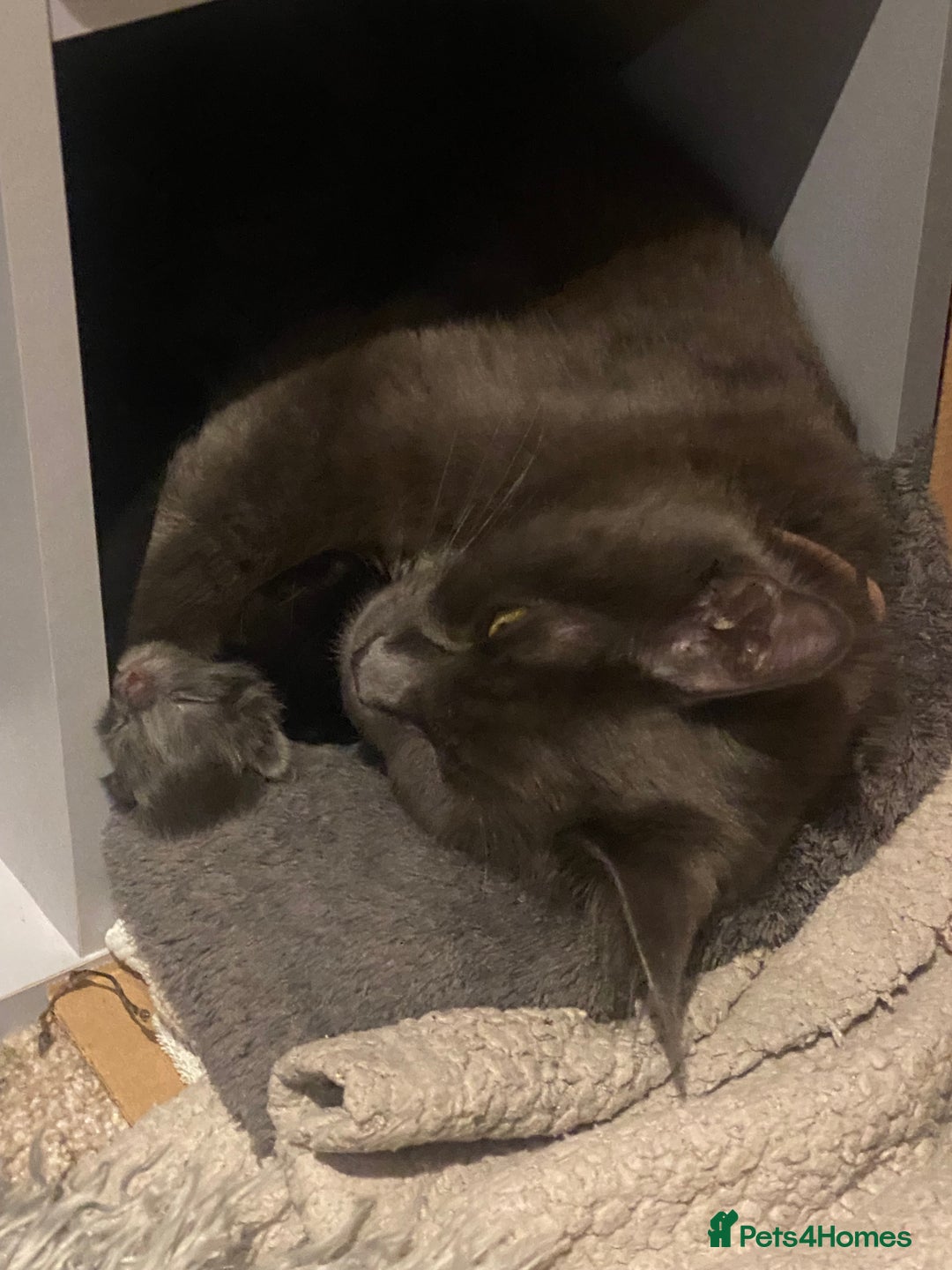 Maine Coon cats for sale: 4 x Maine coon kittens  - Advert 5