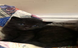 Russian Blue cats for sale: Russian blue bengal x Bombay kittens  - Advert 3