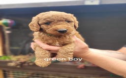 Labradoodle dogs for sale:  Apricot Doodle labradoodles - Image 24