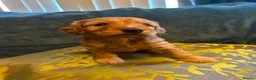 Australian Labradoodle dogs for sale: Australian Labradoodle-Medium-sized  - Advert 13