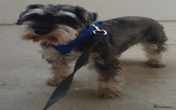 Miniature Schnauzer dogs for sale: Miniature Schnauzer older girl - Image 2