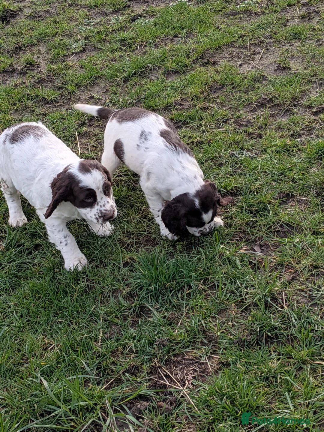 Cocker Spaniel dogs for sale: Cocker spaniel puppies  - Advert 11