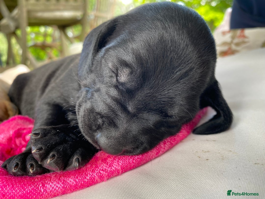 Mixed Breed dogs for sale: Italian Segugio/labrador Easter Love Affair - Image 17