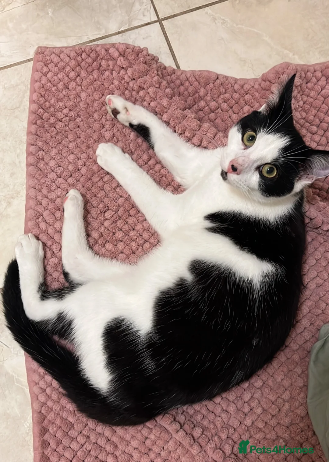 Mixed Breed cats for sale: Rudy Roo.  - Advert 1
