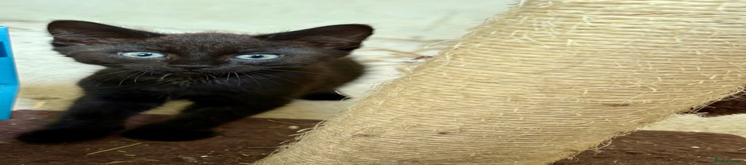 Mixed Breed Kitten 1