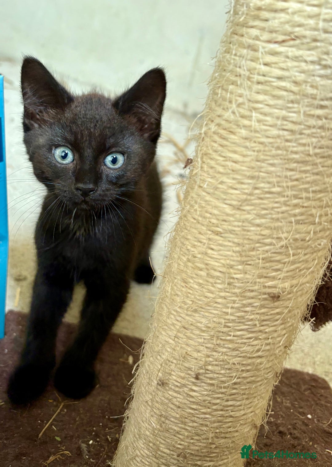 Mixed Breed cats for sale: 4 farm kittens for sale  - Image 2