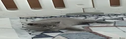 Brazilian Shorthair cats for sale: Full pedigree short hair kittens  in Blackburn - Advert 17