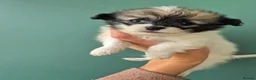Shih Tzu dogs for sale: Tiny Shih Tzu (Shih Tzu/Imperial) in York - Advert 5