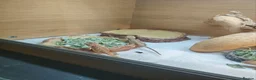 Bearded Dragon reptiles for sale: baby bearded dragon in Leicester - Advert 3