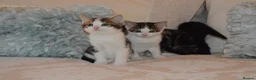 Mixed Breed cats for sale: 4 Beautiful Gentle Kittens for Sale - Advert 9