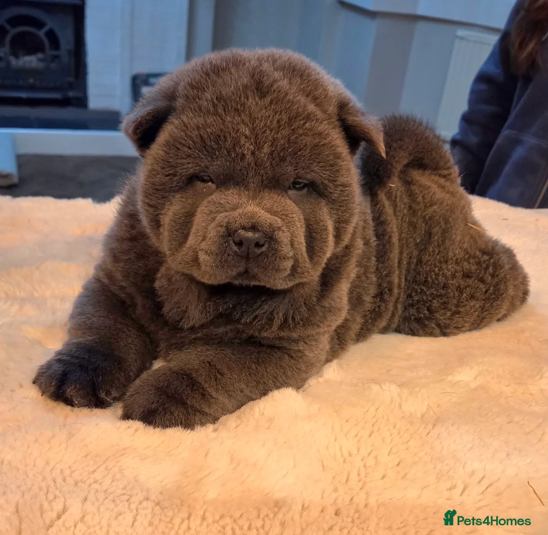 Chow Chow dogs for sale: Chow chow puppy - Advert 6