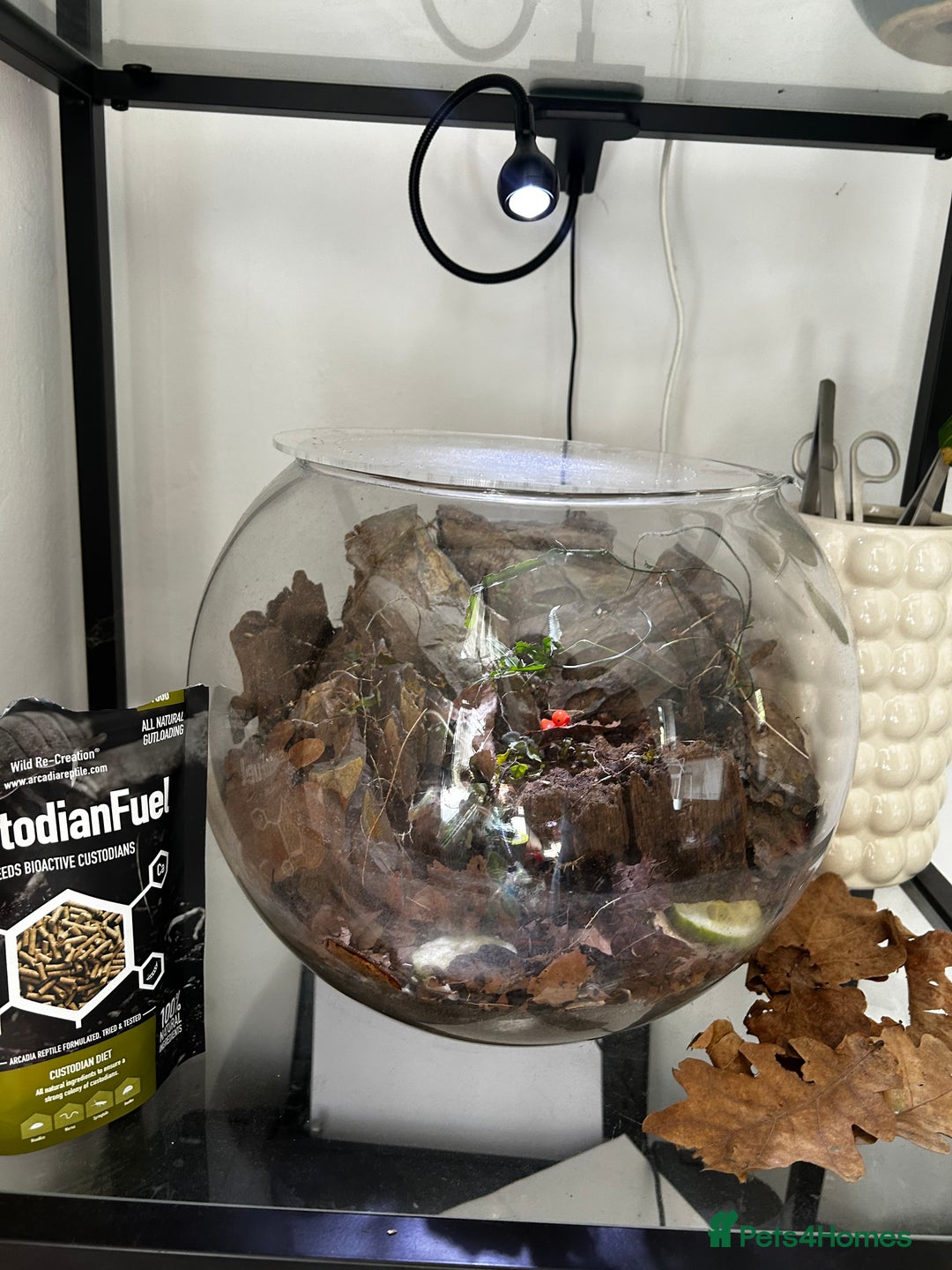 Mixed Breed reptiles for sale: Glacier isopods & terrarium  - Image 5