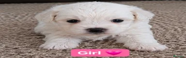 Bichon Frise 3
