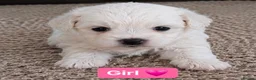 Bichon Frise dogs for sale: 5 Beautiful Bichon Frise Puppies in Swansea - Advert 4